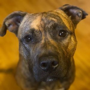 Meet your Posher, Todd